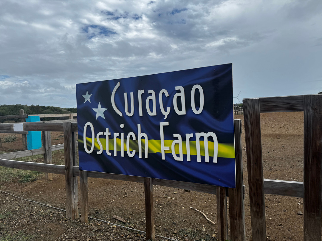Curacao Ostrich Farm-库拉索必去景点