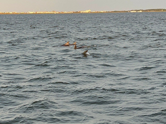 Paradise Dolphin Cruises-Wanchese必去景点