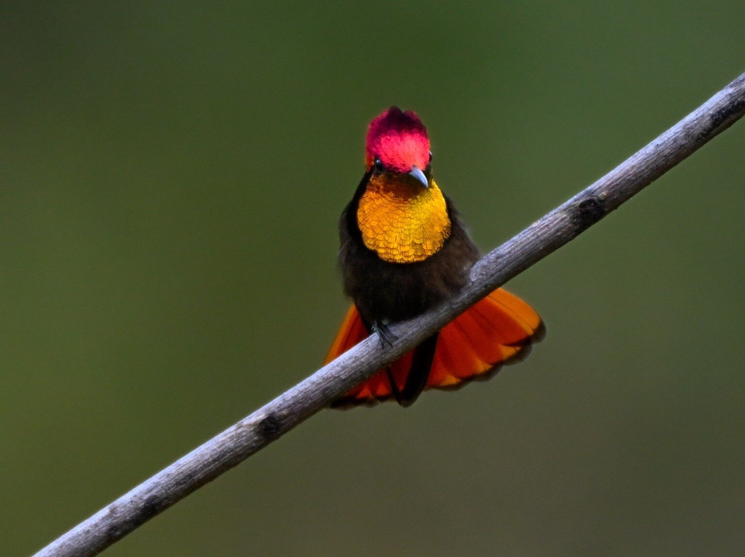 Hadco Experiences At Asa Wright Nature Centre-特立尼达必去景点