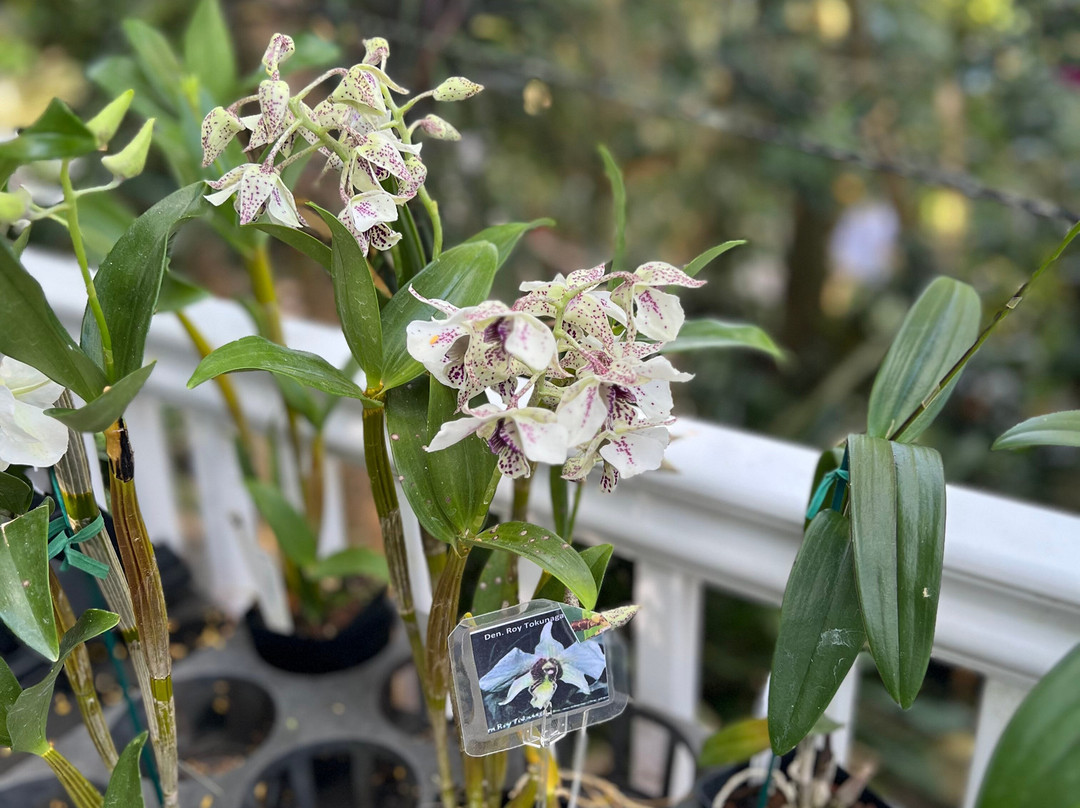 Phantasea Tropical Botanical Garden-圣 托马斯必去景点