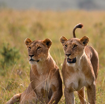 Nairobi Specialists Safaris, Car Hire, Drivers-内罗毕必去景点