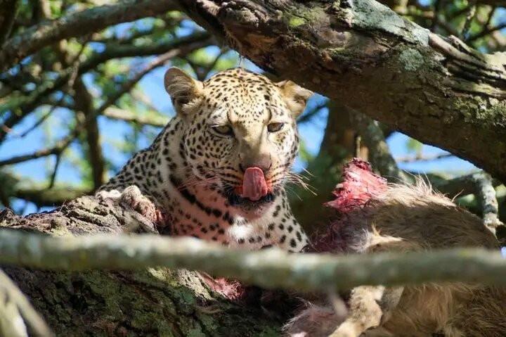 Saadani Tour Operator-巴加莫约必去景点