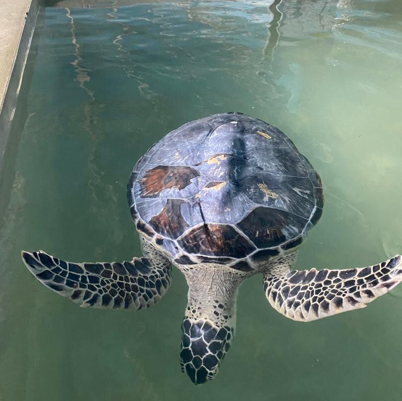 Ahungalla Sea Turtles Conservation And Research Center-亚洪加拉必去景点