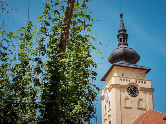 Hop and Beer Temple-Zatec必去景点