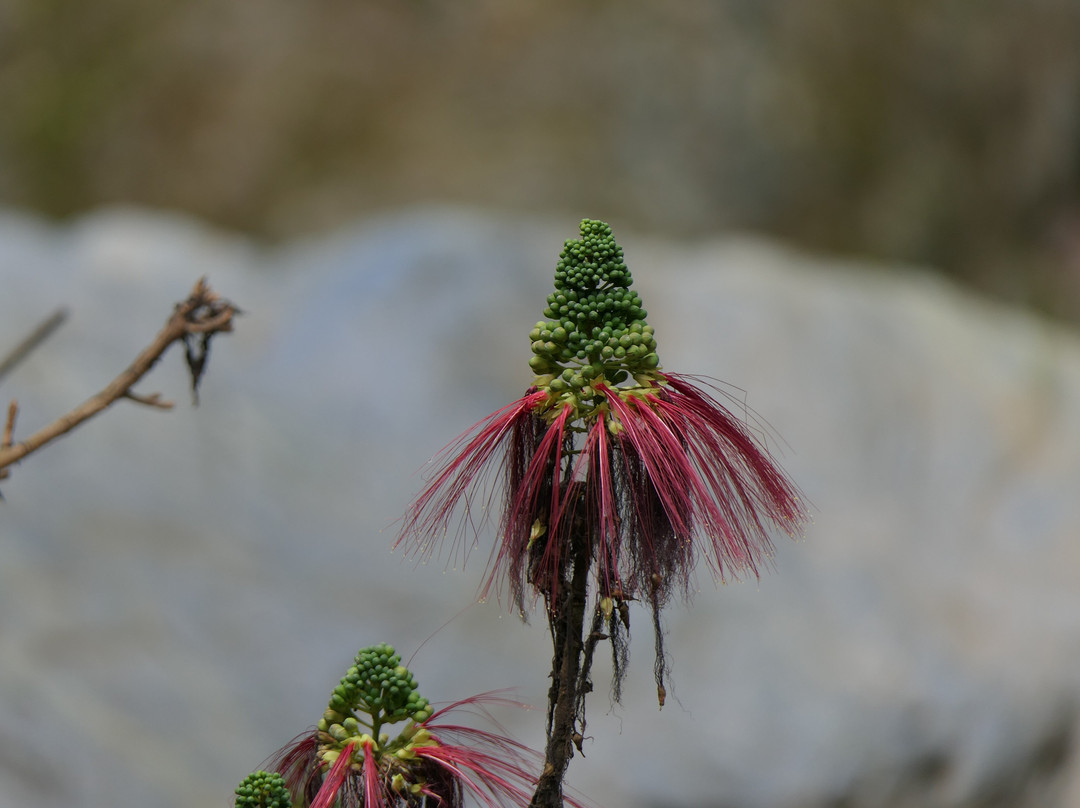 Baiguate Salto Waterfall-Jarabacoa必去景点
