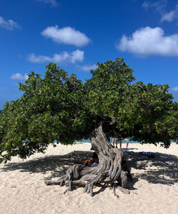 Divi Tree景点门票图片