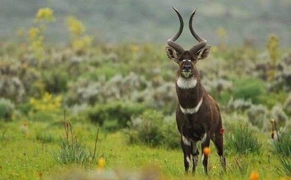 Bale Mountains National Park-亚的斯亚贝巴必去景点