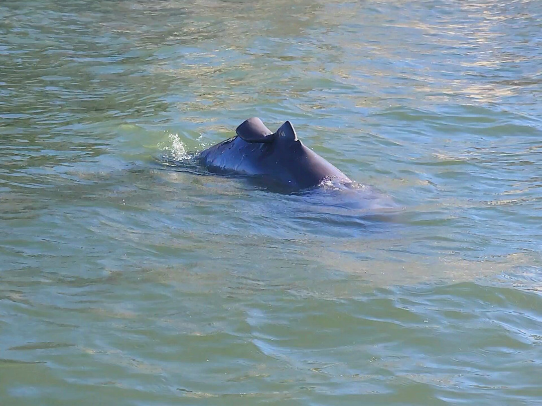 Sweet Sunsets & Dolphin Tours-安娜玛丽亚岛必去景点