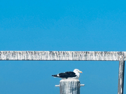 Cape Coast Expeditions-Yzerfontein必去景点