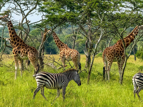 Unveil Uganda safaris-恩德培必去景点