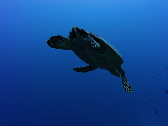 Only Blue Diving Dreams-Cockburn Town必去景点