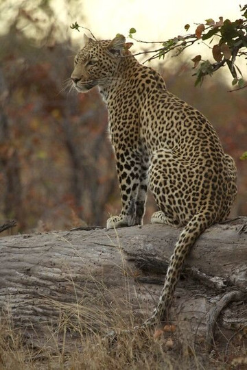 Mchaka Mchaka Tours-Mloka必去景点