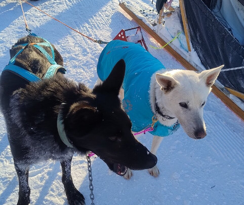 Haukeli Husky-Rauland必去景点