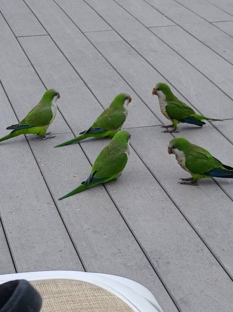 Hotel Mac Puerto Marina Benalmadena-泳池