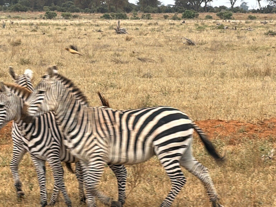 JamboJambo Safaris(Amedeo)-瓦塔木必去景点