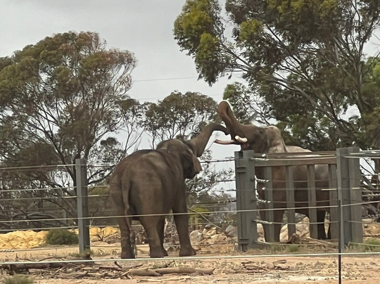 Monarto Safari Park-Monarto必去景点