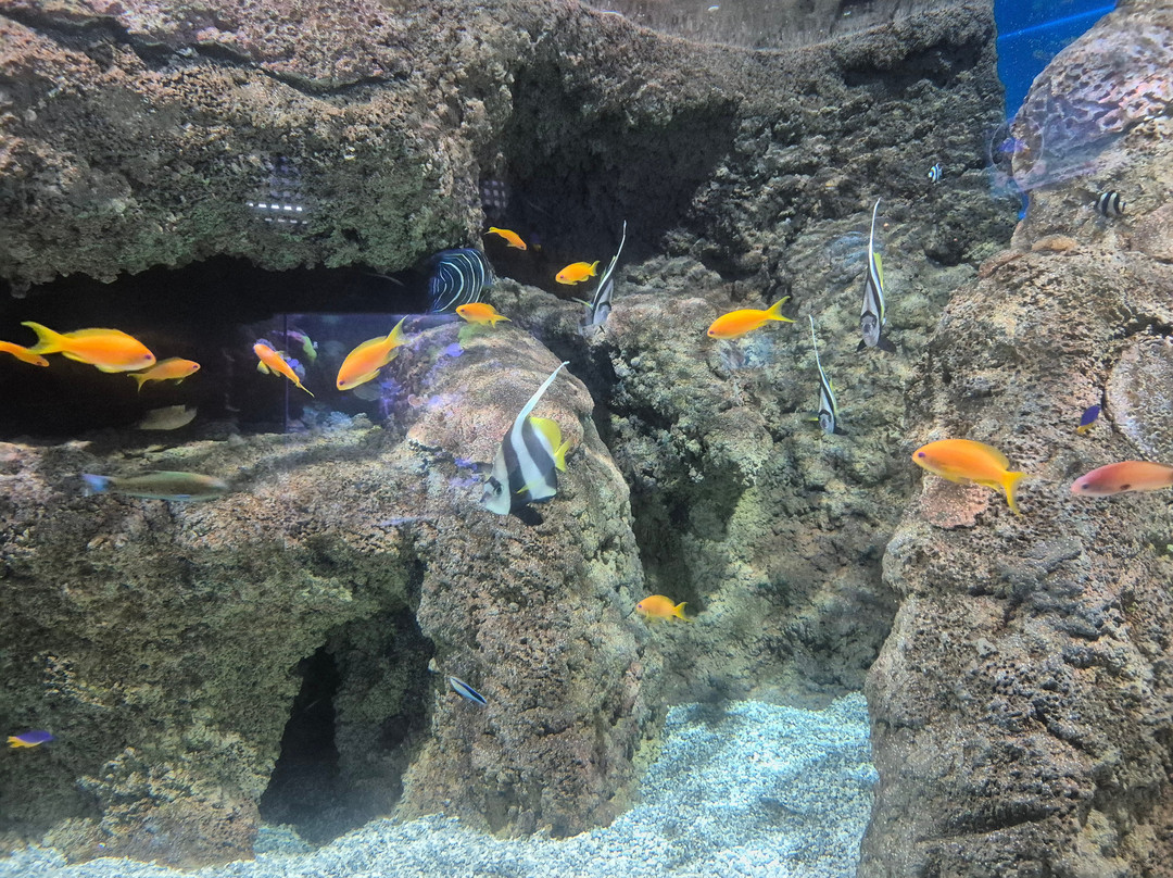 Lanzarote Aquarium-科斯塔特吉塞必去景点