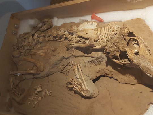 Museu de Paleontologia de Fernandópolis-Fernandopolis必去景点