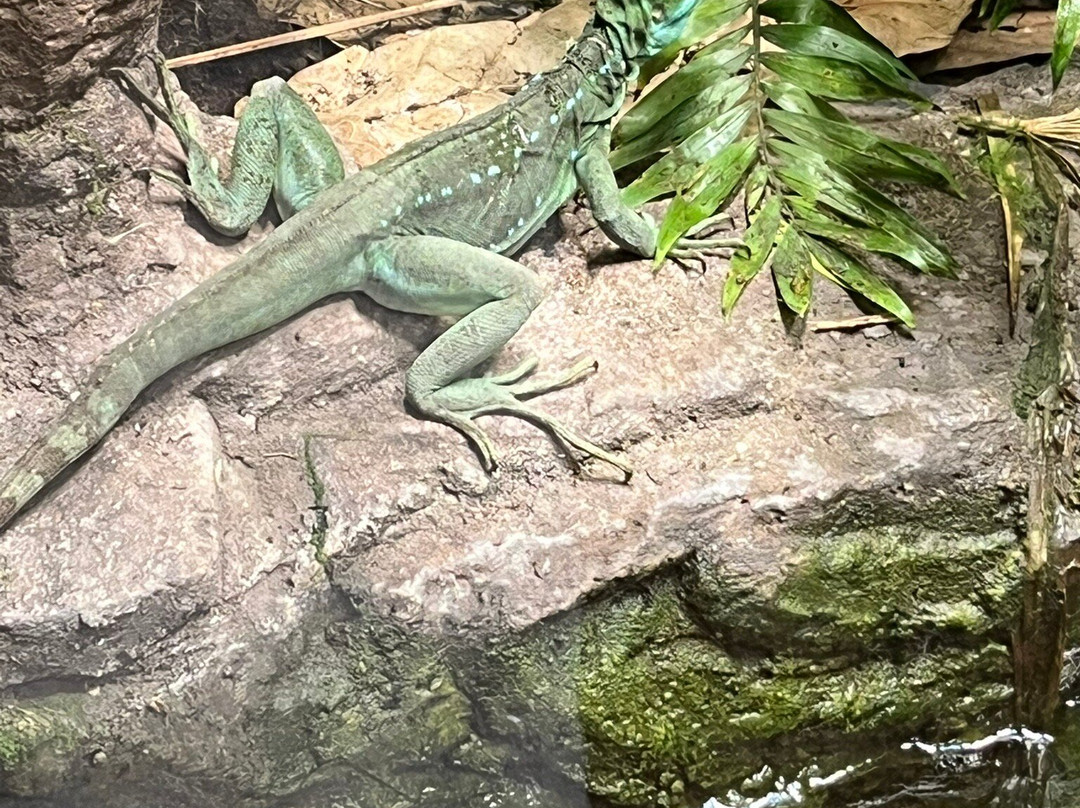 Stratford Butterfly Farm-埃文河畔斯特拉特福必去景点