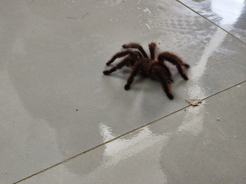 Mariposario Dedalma-Puyo必去景点