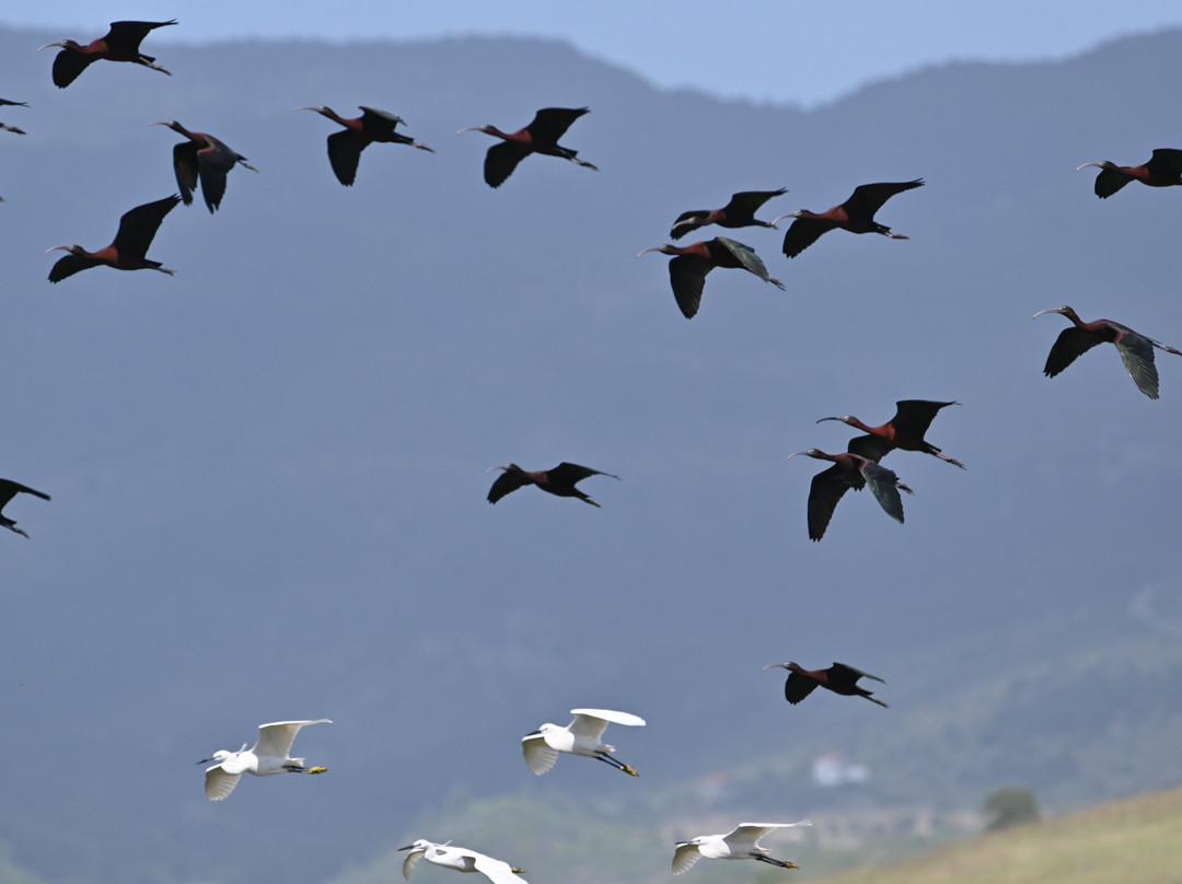 Lesvos Birdwatching (by Eleni)-Agia Paraskevi必去景点