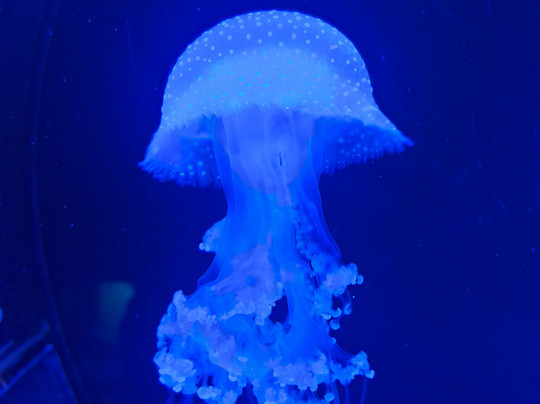 Sea Life Scarborough-斯卡伯勒必去景点