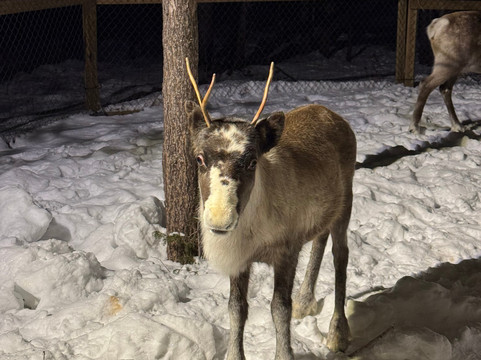 Rein Tur Ut-Lyngseidet必去景点