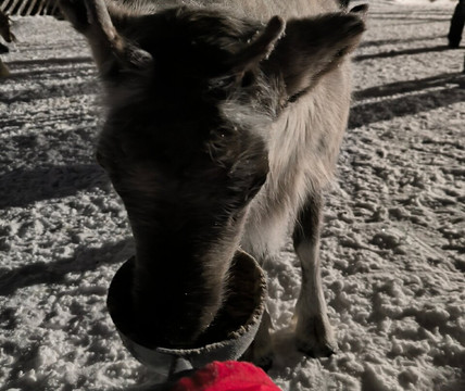 Imagine Lapland-Luosto必去景点