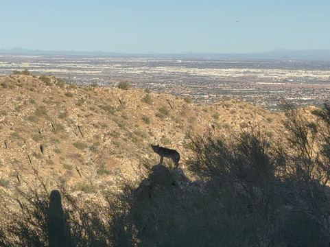 Dobbins Lookout-凤凰城必去景点