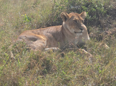 Sunnycreek Safaris-内罗毕必去景点