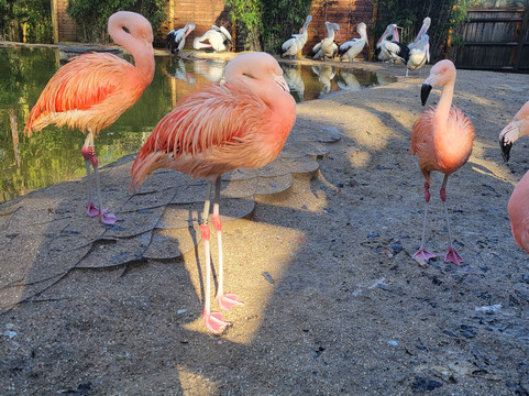 Birdworld-法纳姆必去景点