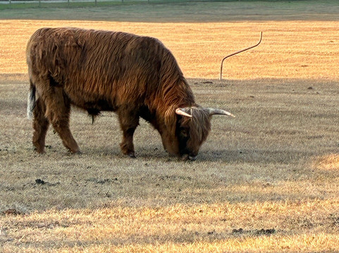Rooterville Animal Sanctuary-Melrose必去景点