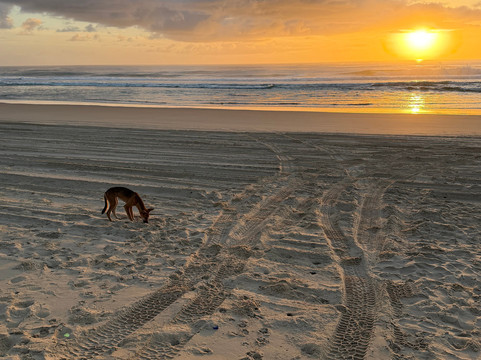 Sunrover Tours-弗雷泽岛必去景点