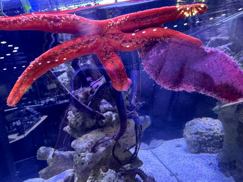 Boca Aquarium-博卡拉顿必去景点