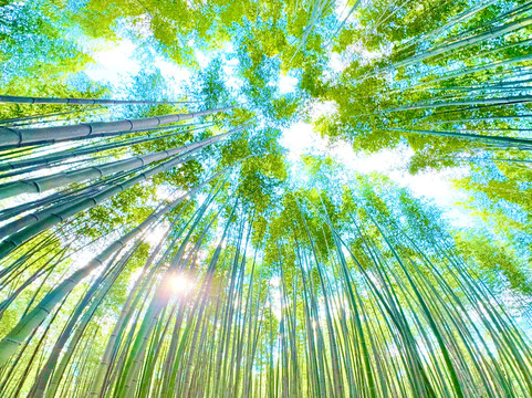 惠比寿屋人力观光车 京都岚山总本店-京都市必去景点