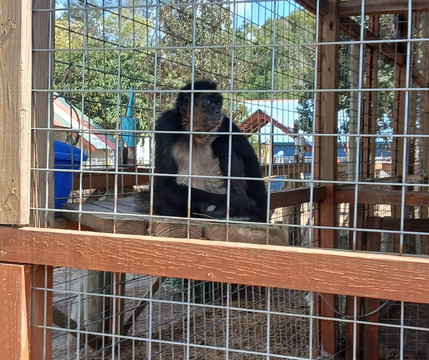 Boyett's Grove-布鲁克斯维尔必去景点