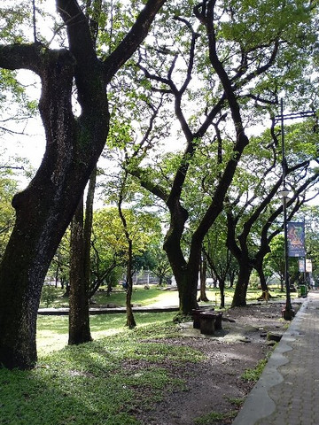 University Of The Philippines - Diliman-奎松市必去景点