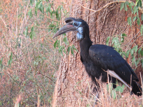 Katella Uganda Safaris-坎帕拉必去景点