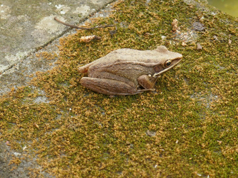 Candi Mendut (Temple)-Mendut必去景点