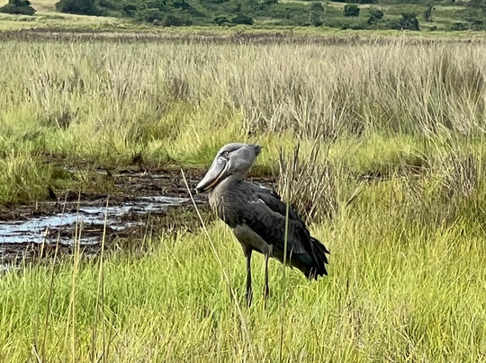 African Gorilla Expeditions-坎帕拉必去景点
