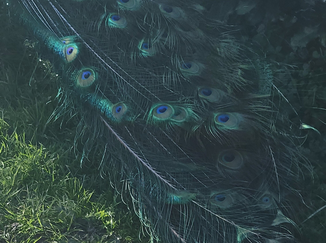 Corsica Zoo-Olmeta di Tuda必去景点