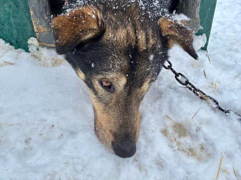 Snowhook Adventure Guides of Alaska-Willow必去景点