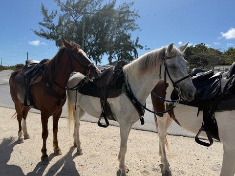 Unique Tours and Rentals-普罗维登西亚莱斯必去景点