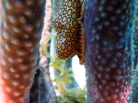 Sublime Diving Curacao-威廉斯塔德必去景点