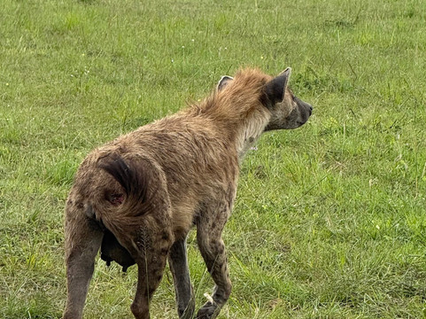 JungleRoam Safaris (Kenya)-内罗毕必去景点