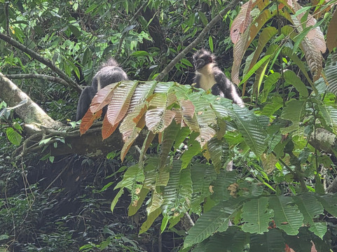 Sumatra Tour Adventures-武吉拉旺必去景点