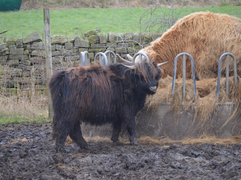 Matlock Farm Park-马特洛克必去景点