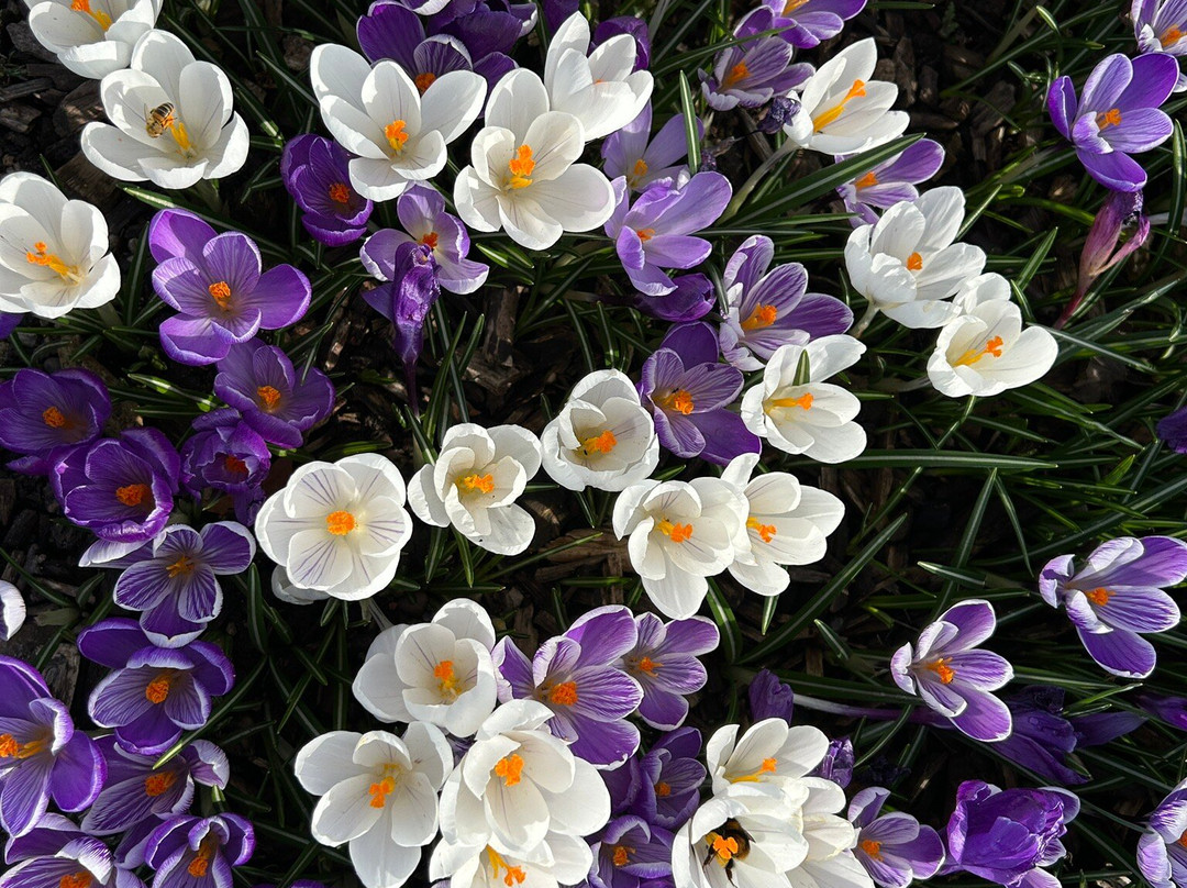 Shugborough-斯塔福德必去景点