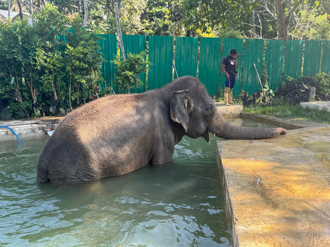 Lanta Island Elephant Lover