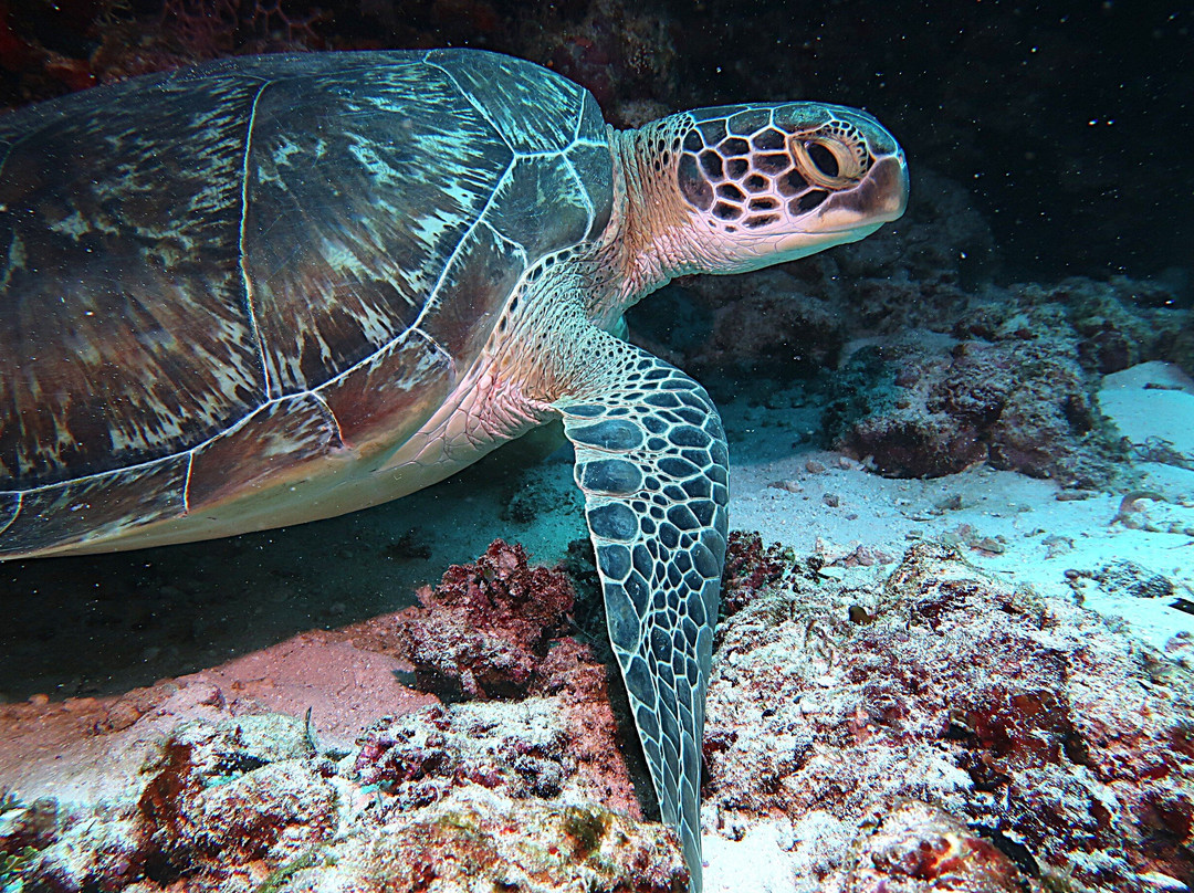 DivePoint Guraidhoo-康杜玛岛必去景点